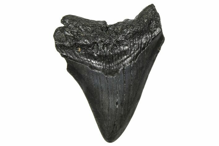 Juvenile Megalodon Tooth - South Carolina #360935